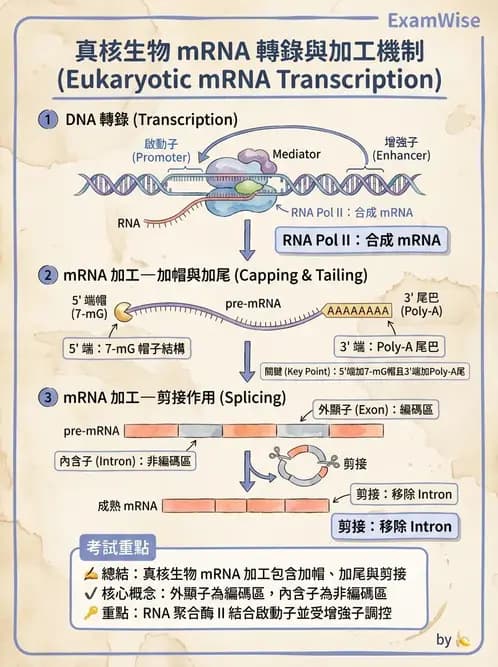 營養 - 核酸與基因表現 - AI 圖文解析預覽