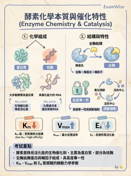 營養 - 酵素學基礎 - AI 圖文解析預覽