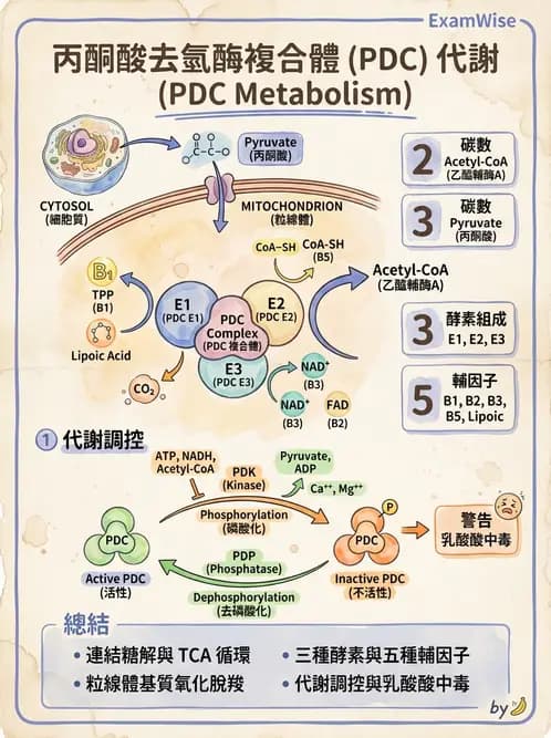 營養 - 醣類代謝路徑 - AI 圖文解析預覽