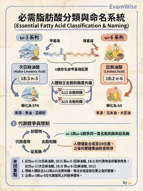 營養 - 脂肪酸種類與必需脂肪酸 - AI 圖文解析預覽
