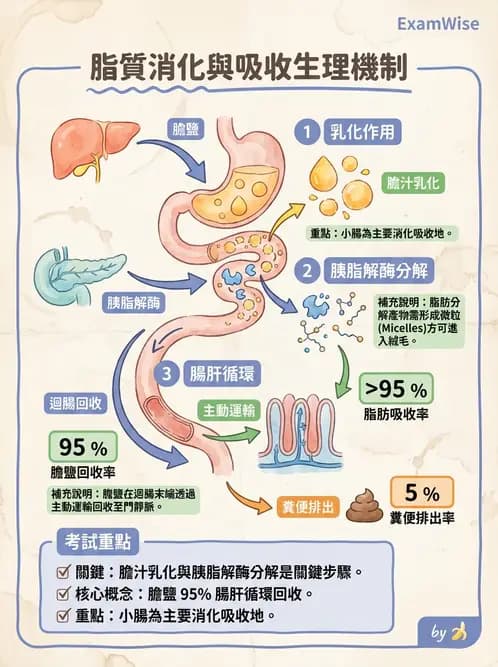 營養 - 脂質消化吸收與膽汁 - AI 圖文解析預覽