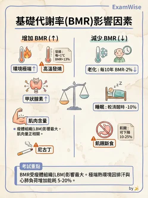 營養 - 能量平衡與食慾控制 - AI 圖文解析預覽