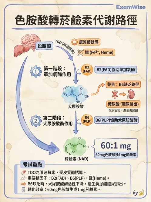 營養 - 能量代謝相關B群維生素 - AI 圖文解析預覽