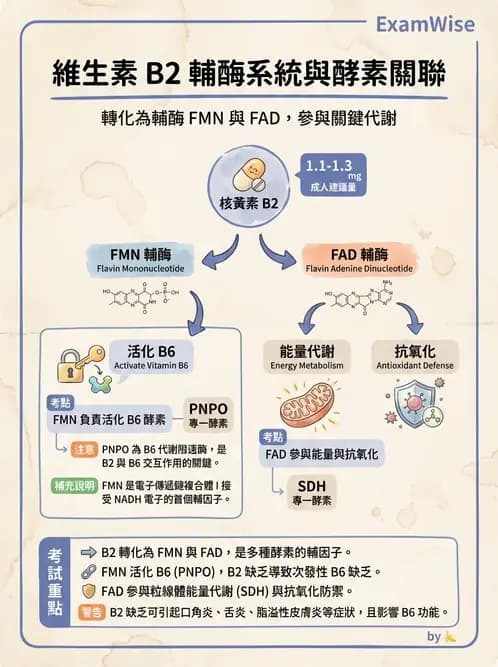 營養 - 能量代謝相關B群維生素 - AI 圖文解析預覽