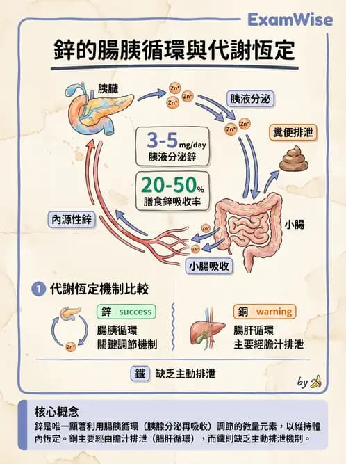 營養 - 鋅與銅營養 - AI 圖文解析預覽