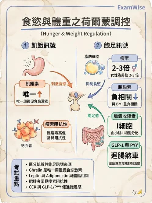 營養 - 體重管理與攝食異常 - AI 圖文解析預覽