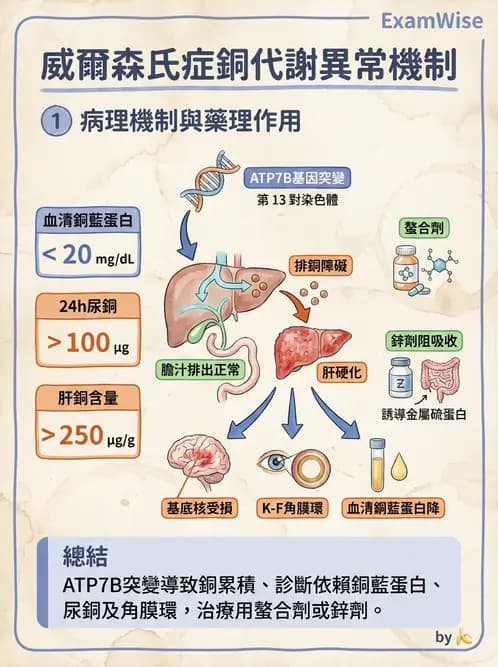 營養 - 肝膽疾病 - AI 圖文解析預覽