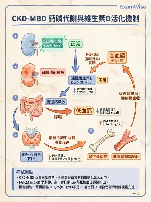 營養 - 腎臟疾病飲食治療 - AI 圖文解析預覽