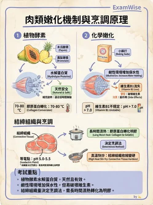 營養 - 動植物性食材製備原理 - AI 圖文解析預覽