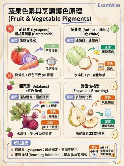 營養 - 動植物性食材製備原理 - AI 圖文解析預覽