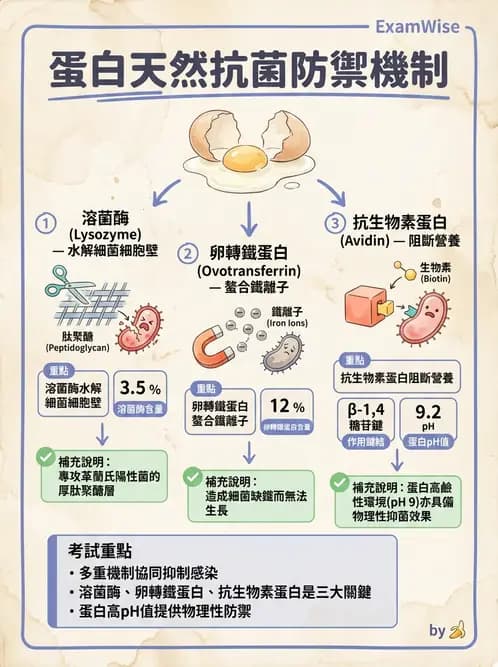 營養 - 食品腐敗微生物學 - AI 圖文解析預覽