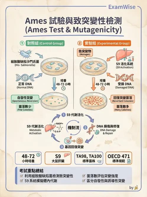 營養 - 食品安全性評估 - AI 圖文解析預覽