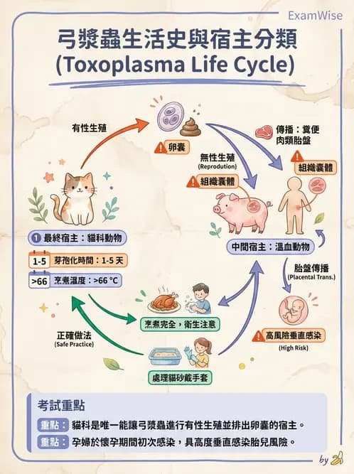 營養 - 生物性污染與寄生蟲 - AI 圖文解析預覽