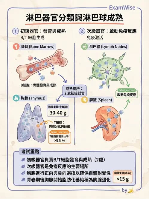 營養 - 血液與免疫 - AI 圖文解析預覽