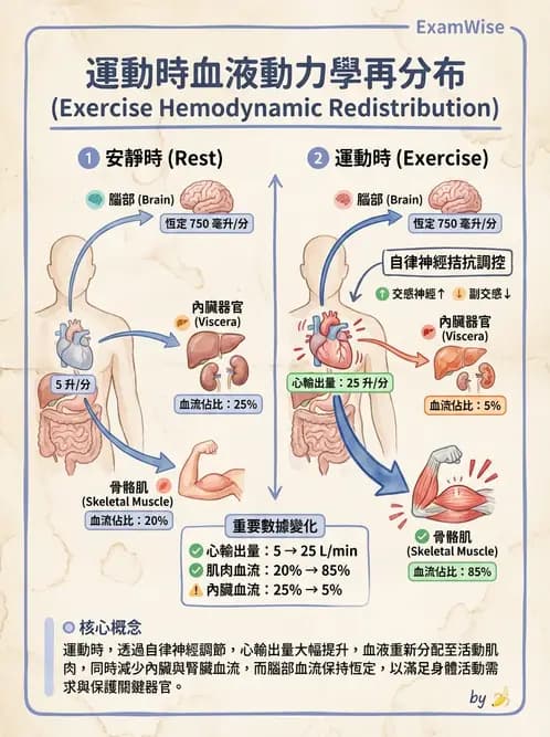 營養 - 心血管系統生理學 - AI 圖文解析預覽