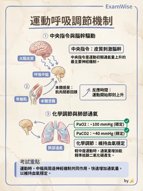 營養 - 呼吸系統生理學 - AI 圖文解析預覽