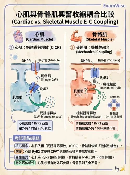營養 - 心血管系統生理學 - AI 圖文解析預覽