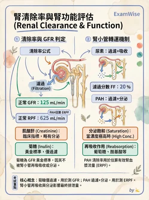 營養 - 腎臟與泌尿生理學 - AI 圖文解析預覽