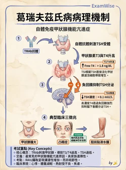 營養 - 內分泌與代謝生理學 - AI 圖文解析預覽