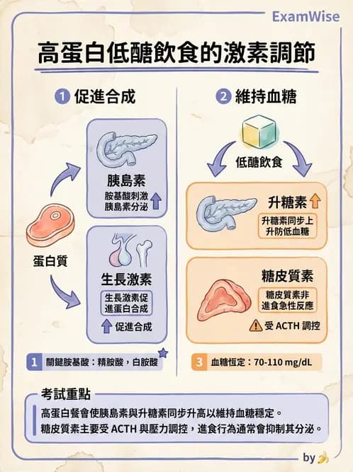 營養 - 內分泌與代謝生理學 - AI 圖文解析預覽