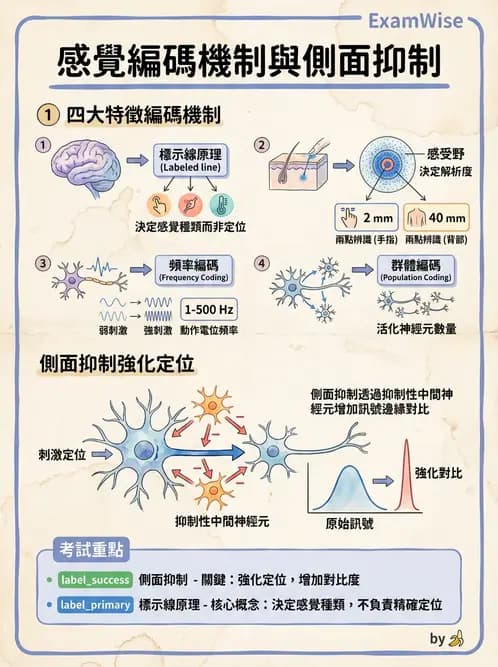 營養 - 神經系統生理學 - AI 圖文解析預覽