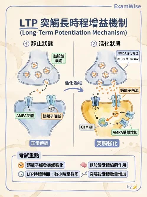 營養 - 神經系統生理學 - AI 圖文解析預覽