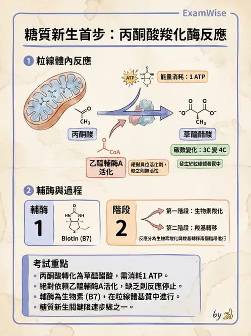營養 - 醣類代謝 - AI 圖文解析預覽