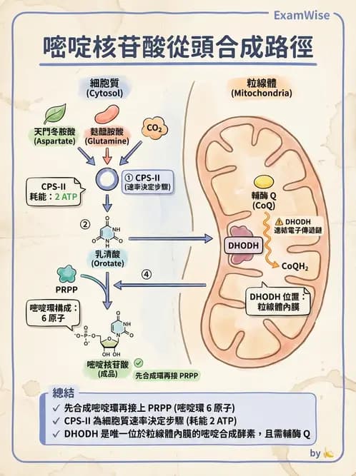 營養 - 核酸與基因表現 - AI 圖文解析預覽