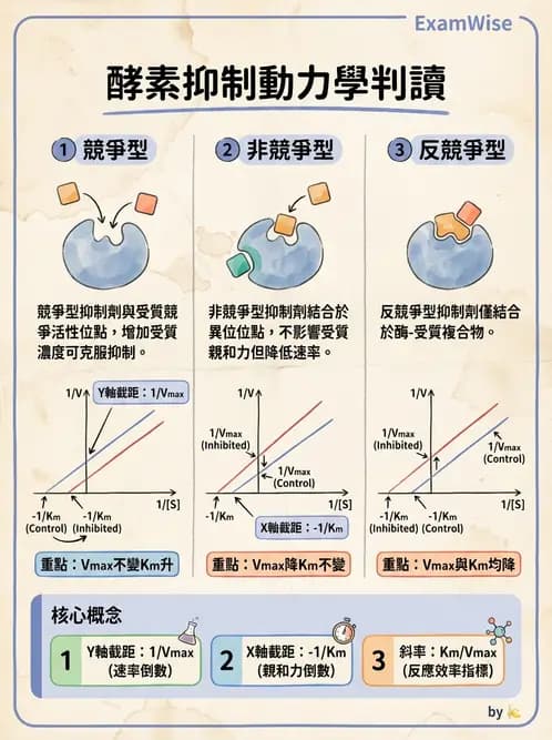 營養 - 酵素學基礎 - AI 圖文解析預覽