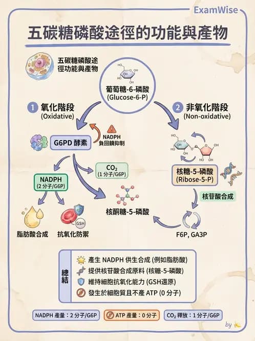 營養 - 醣類代謝 - AI 圖文解析預覽