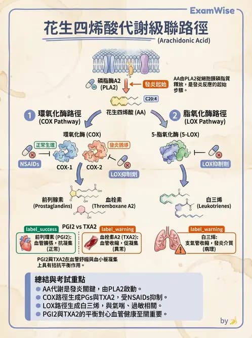營養 - 脂質代謝 - AI 圖文解析預覽