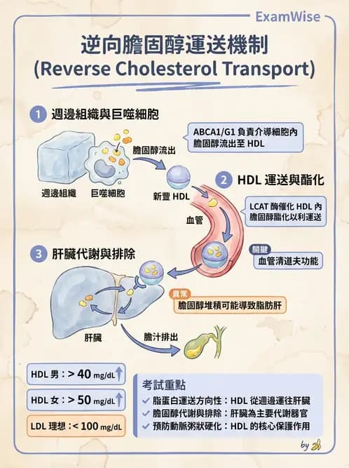 營養 - 脂質代謝 - AI 圖文解析預覽