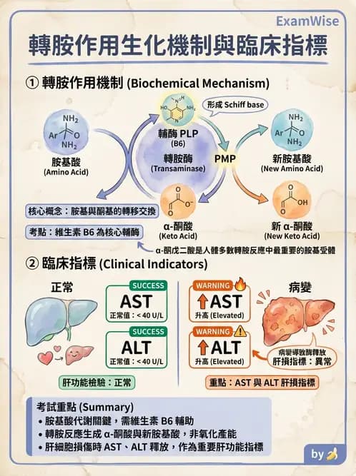 營養 - 蛋白質與胺基酸代謝 - AI 圖文解析預覽