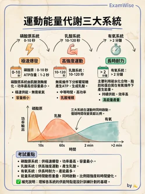 營養 - 能量代謝 - AI 圖文解析預覽