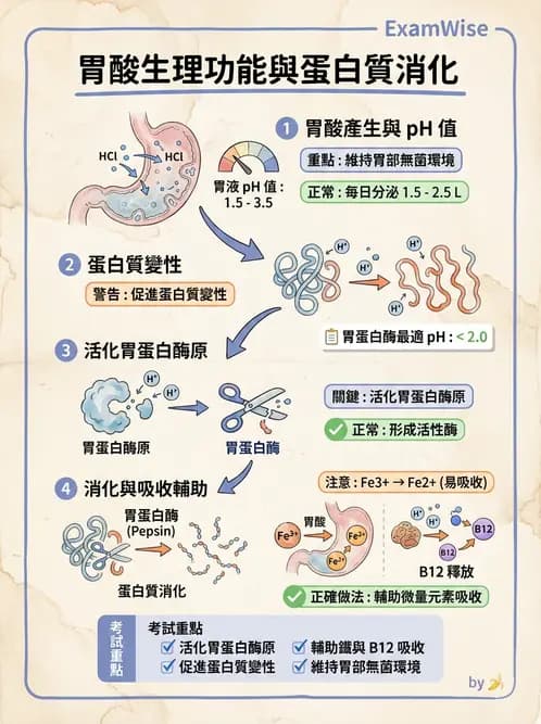 營養 - 蛋白質消化吸收與品質評估 - AI 圖文解析預覽