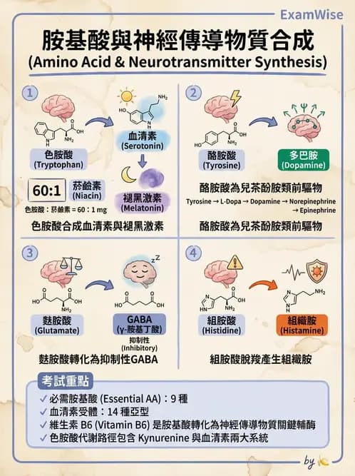 營養 - 胺基酸分類、功能與代謝 - AI 圖文解析預覽