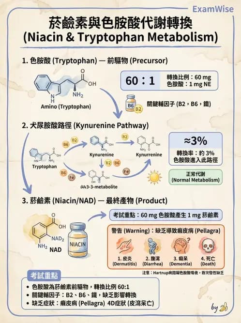 營養 - 能量代謝相關B群維生素 - AI 圖文解析預覽
