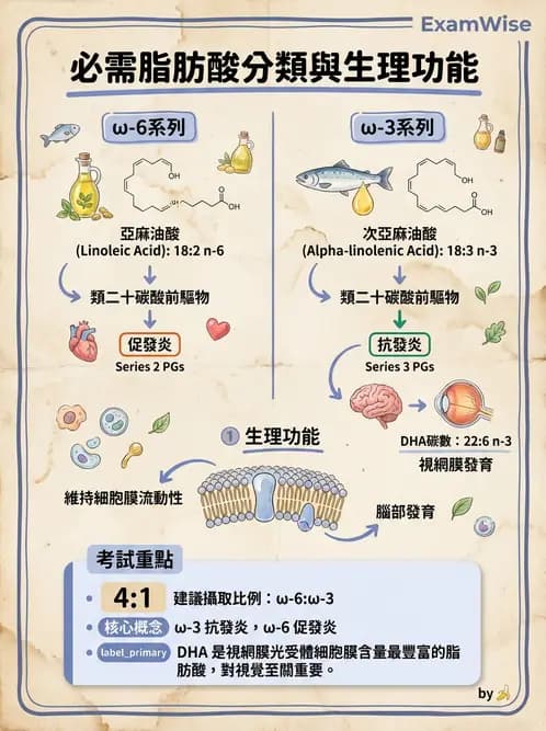 營養 - 脂肪酸種類與必需脂肪酸 - AI 圖文解析預覽