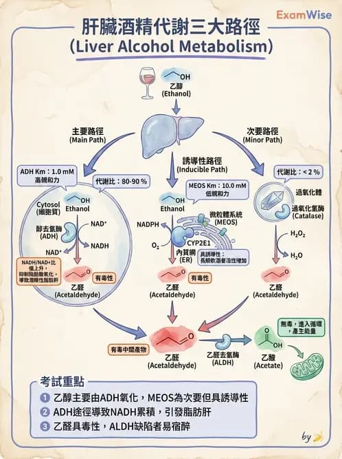 營養 - 當代營養學相關議題 - AI 圖文解析預覽