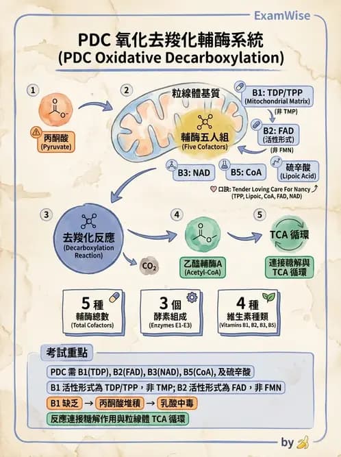 營養 - 能量代謝相關B群維生素 - AI 圖文解析預覽