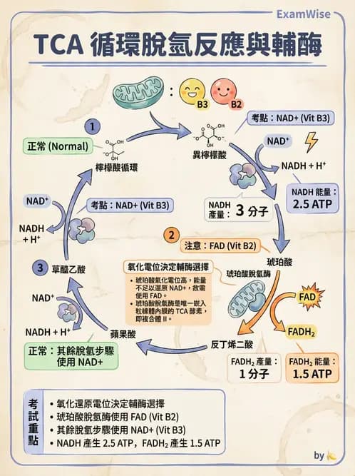 營養 - 能量代謝相關B群維生素 - AI 圖文解析預覽