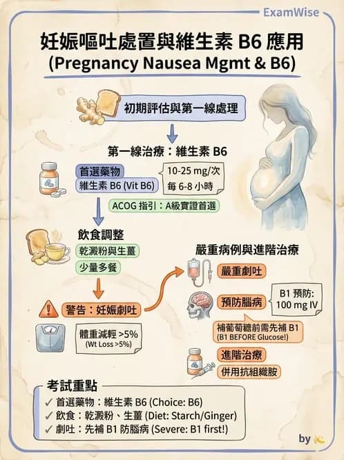 營養 - 單碳代謝與造血B群維生素 - AI 圖文解析預覽