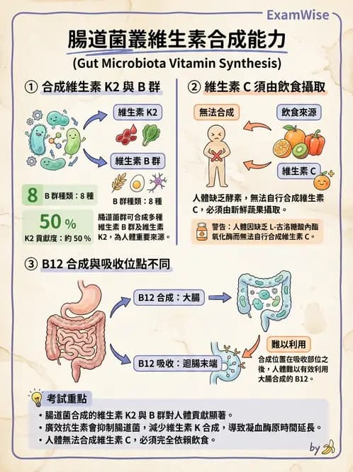 營養 - 維生素C與其他水溶性維生素 - AI 圖文解析預覽