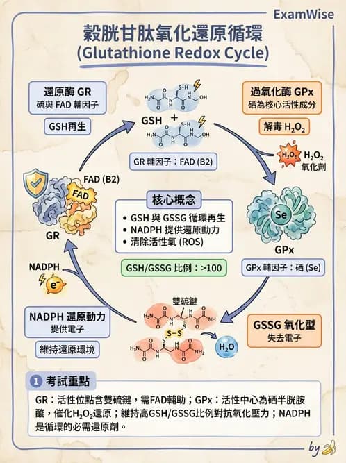 營養 - 巨量礦物質營養素 - AI 圖文解析預覽