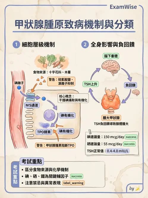 營養 - 碘與硒營養 - AI 圖文解析預覽