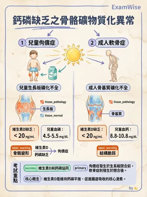 營養 - 巨量礦物質營養素 - AI 圖文解析預覽