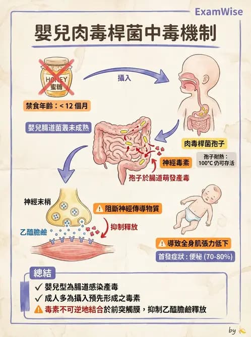 營養 - 嬰幼兒營養 - AI 圖文解析預覽