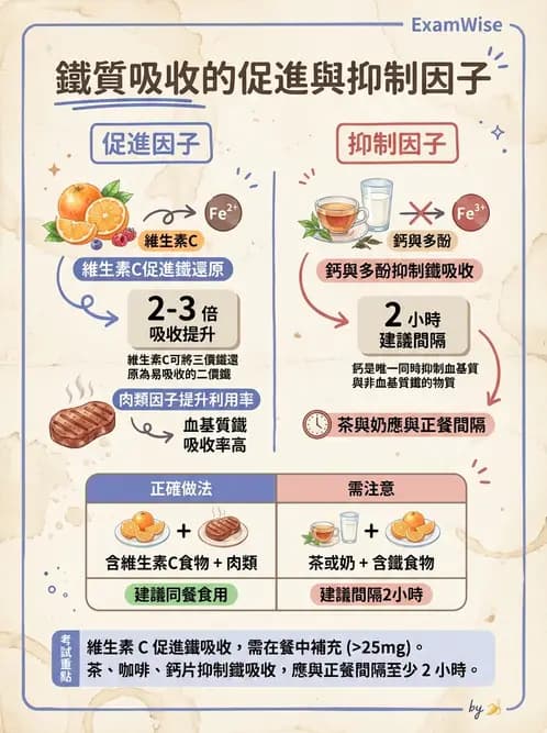 營養 - 鐵營養與貧血 - AI 圖文解析預覽