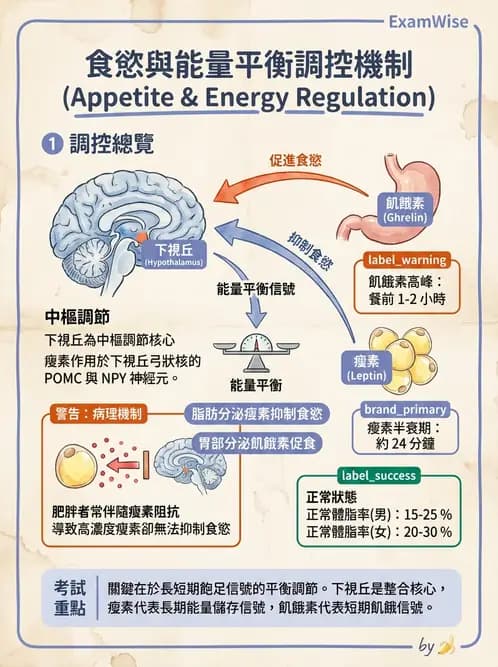 營養 - 能量平衡與食慾控制 - AI 圖文解析預覽