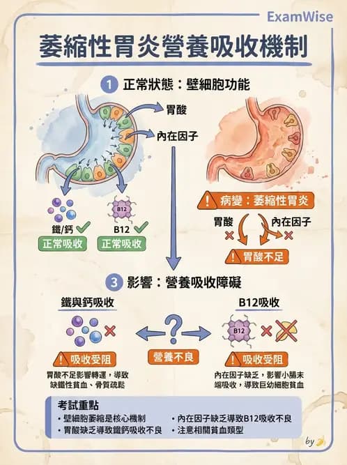 營養 - 腸胃道疾病 - AI 圖文解析預覽
